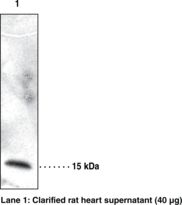 CRBPIV / RBP7 Antibody - Western blot of CRBPIV / RBP7 antibody.