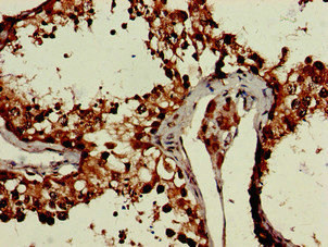 CRCP / CGRP Receptor Component Antibody - Immunohistochemistry image of paraffin-embedded human testis tissue at a dilution of 1:100