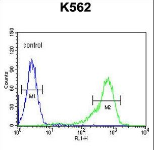 CRD-BP / ZBP1 / IGF2BP1 Antibody - IGF2BP1 Antibody flow cytometry of K562 cells (right histogram) compared to a negative control cell (left histogram). FITC-conjugated goat-anti-rabbit secondary antibodies were used for the analysis.