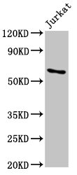 CRD-BP / ZBP1 / IGF2BP1 Antibody - Positive Western Blot detected in Jurkat whole cell lysate. All lanes: IGF2BP1 antibody at 5.5 µg/ml Secondary Goat polyclonal to rabbit IgG at 1/50000 dilution. Predicted band size: 64, 49 KDa. Observed band size: 64 KDa