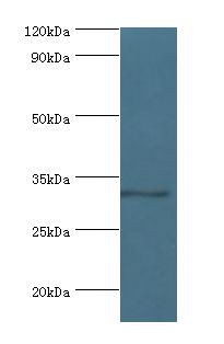CRD / CRX Antibody - Western blot. All lanes: CRX antibody at 2 ug/ml+293T whole cell lysate. Secondary antibody: Goat polyclonal to rabbit at 1:10000 dilution. Predicted band size: 32 kDa. Observed band size: 32 kDa.