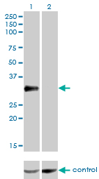 CRD / CRX Antibody - Western blot analysis of CRX over-expressed 293 cell line, cotransfected with CRX Validated Chimera RNAi (Lane 2) or non-transfected control (Lane 1). Blot probed with CRX monoclonal antibody (M01), clone F6-C2 . GAPDH ( 36.1 kDa ) used as specificity and loading control.