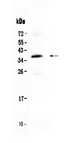 CRD / CRX Antibody - Western blot - Anti-CORD2 Picoband Antibody