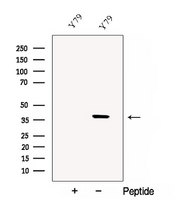 CRD / CRX Antibody - Western blot analysis of extracts of Y79 cells using CRX antibody. The lane on the left was treated with blocking peptide.