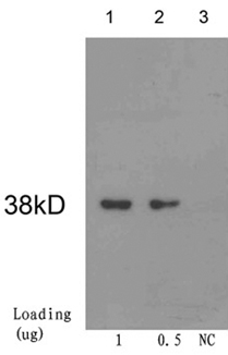 Cre Recombinase Antibody - Loading: Cre recombinase protein Primary antibody: 1 ug/ml Mouse Anti-Cre Recombinase Monoclonal Antibody Cre Recombinase Antibody, mAb, Mouse Secondary antibody: Goat Anti-Mouse IgG (H&L) [HRP] Polyclonal Antibody The signal was developed with LumiSensor HRP Substrate Kit
