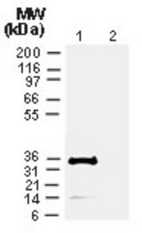 Cre Recombinase Antibody - Western Blot: Cre Antibody - Analysis of Cre.  This image was taken for the unconjugated form of this product. Other forms have not been tested.