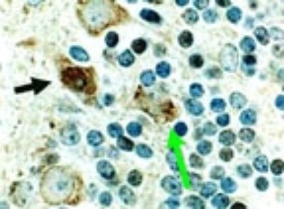 Cre Recombinase Antibody - Immunohistochemistry: Cre Antibody - IHC of Cre in a formalin-fixed, paraffin embedded tissue section from the cerebellum of a Cre transgenic mouse.  This image was taken for the unconjugated form of this product. Other forms have not been tested.