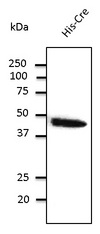 Cre Recombinase Antibody - Western blot. Anti-Cre antibody at 2000 dilution. Rabbit polyclonal to goat IgG (HRP) at 1:10000 dilution.