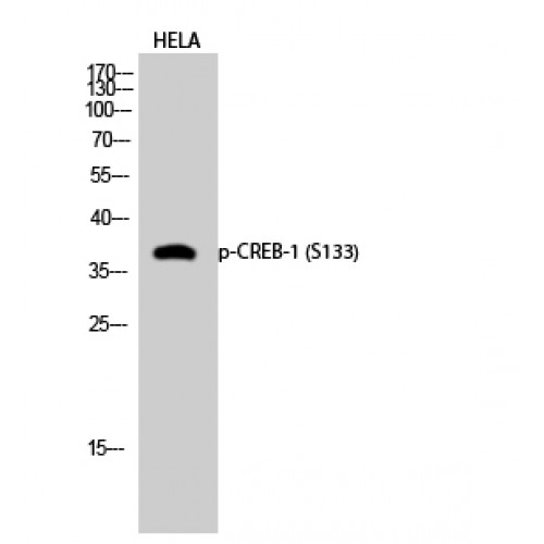 CREB1 / CREB Antibody - Western blot of Phospho-CREB-1 (S133) antibody