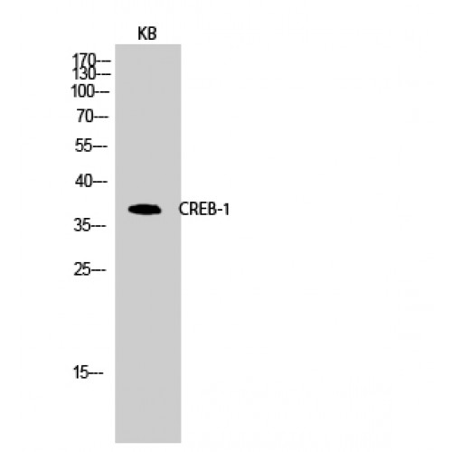 CREB1 / CREB Antibody - Western blot of CREB-1 antibody