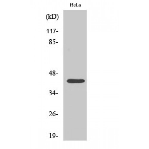 CREB1 / CREB Antibody - Western blot of Phospho-CREB-1 (S142) antibody