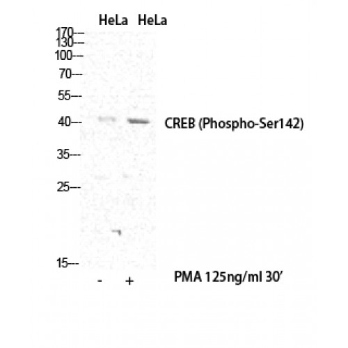 CREB1 / CREB Antibody - Western blot of Phospho-CREB-1 (S142) antibody