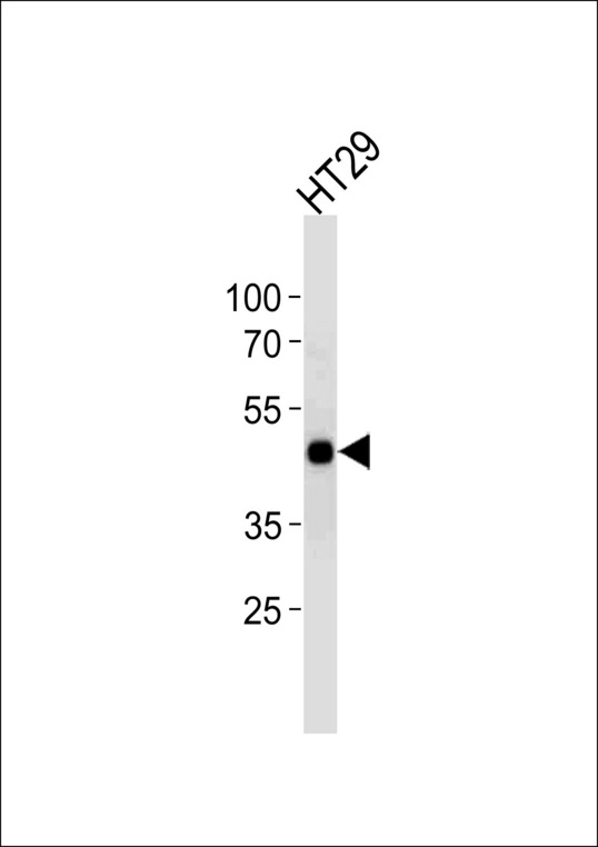 CREB1 / CREB Antibody - CREB1 Antibody western blot of HT29 cell line lysates (35 ug/lane). The CREB1 antibody detected the CREB1 protein (arrow).