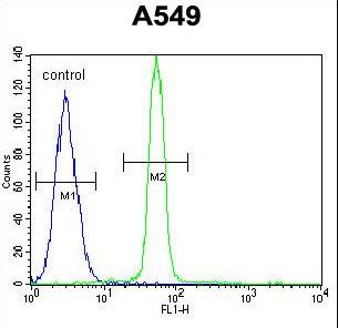 CREB1 / CREB Antibody - CREB1 Antibody flow cytometry of A549 cells (right histogram) compared to a negative control cell (left histogram). FITC-conjugated goat-anti-rabbit secondary antibodies were used for the analysis.