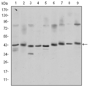 CREB1 / CREB Antibody - Western blot using CREB1 mouse monoclonal antibody against K562 (1), Jurkat (2), L1210 (3), HEK293 (4), A431 (5), HeLa (6), Cos7 (7), PC-12 (8), and NIH/3T3 (9) cell lysate.