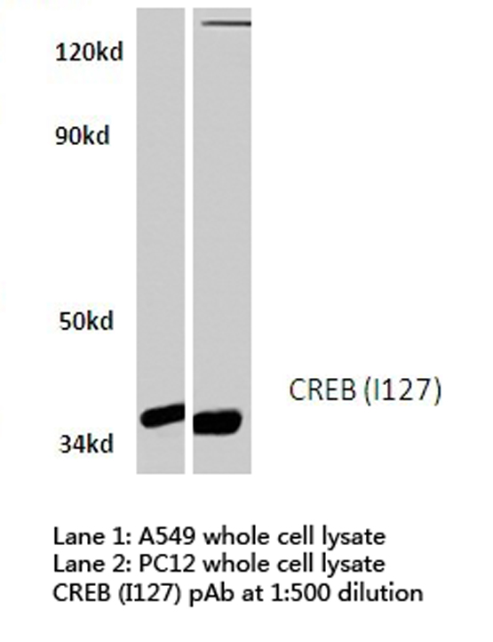 CREB1 / CREB Antibody - Western blot of CREB (I127) pAb in extracts from A549 and PC12.