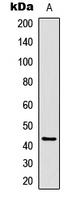 CREB1 / CREB Antibody - Western blot analysis of CREB expression in HeLa (A) whole cell lysates.
