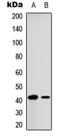 CREB1 / CREB Antibody - Western blot analysis of CREB expression in HepG2 (A); HeLa (B) whole cell lysates.