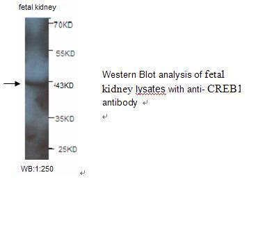 CREB1 / CREB Antibody