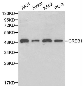 CREB1 / CREB Antibody - Western blot of CREB1 pAb in extracts from A431, Jurkat, K562 and PC-3 cells.