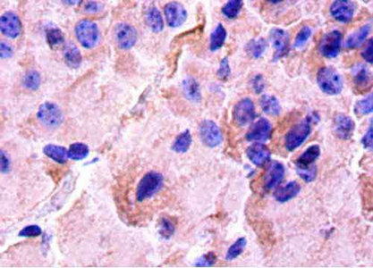 CREB1 / CREB Antibody - Immunohistochemistry of paraffin-embedded Mouse brain tissue using CREB1 Antibody at dilution of 1:50