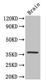 CREB1 / CREB Antibody - Western Blot Positive WB detected in: Mouse brain All lanes: CREB1 antibody at 3.3µg/ml Secondary Goat polyclonal to rabbit IgG at 1/50000 dilution Predicted band size: 37, 36, 26 kDa Observed band size: 37 kDa
