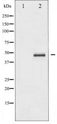 CREB1 / CREB Antibody - Western blot of CREB expression in PMA treated HeLa whole cell lysates,The lane on the left is treated with the antigen-specific peptide.