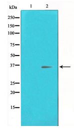 CREB1 / CREB Antibody - Western blot of CREB expression in UV treated HeLa whole cell lysates,The lane on the left is treated with the antigen-specific peptide.