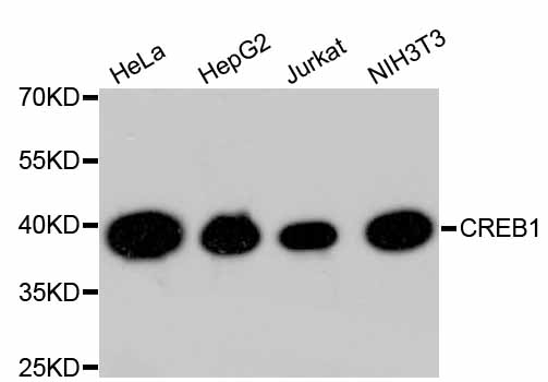 CREB1 / CREB Antibody - Western blot analysis of extracts of various cell lines, using CREB1 antibody. The secondary antibody used was an HRP Goat Anti-Rabbit IgG (H+L) at 1:10000 dilution. Lysates were loaded 25ug per lane and 3% nonfat dry milk in TBST was used for blocking.