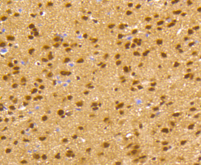 CREB1 / CREB Antibody - Immunohistochemistry of paraffin-embedded mouse brain using CREB1 antibodyat dilution of 1:100 (40x lens).