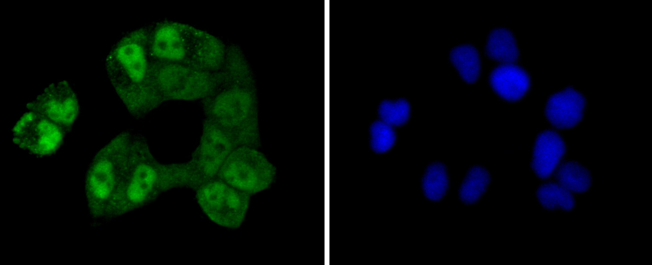 CREB1 / CREB Antibody - Immunofluorescence analysis of HeLa cells using CREB1 antibody.