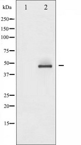 CREB1 / CREB Antibody - Western blot analysis of CREB expression in PMA treated HeLa whole cells lysates. The lane on the left is treated with the antigen-specific peptide.