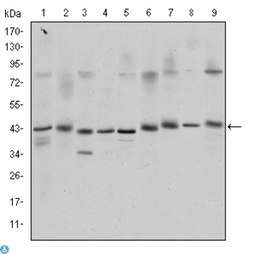 CREB1 / CREB Antibody - Western Blot (WB) analysis using CREB-1 Monoclonal Antibody against K562 (1), Jurkat (2), L1210 (3), HEK293 (4), A431 (5), HeLa (6), Cos7 (7), PC-12 (8), and NIH/3T3 (9) cell lysate.