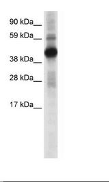 CREB1 / CREB Antibody - SP2/0 Cell Lysate.  This image was taken for the unconjugated form of this product. Other forms have not been tested.