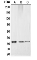 CREB1 / CREB Antibody - Western blot analysis of CREB (pS121) expression in HepG2 colchicine-treated (A); mouse kidney (B); rat kidney (C) whole cell lysates.