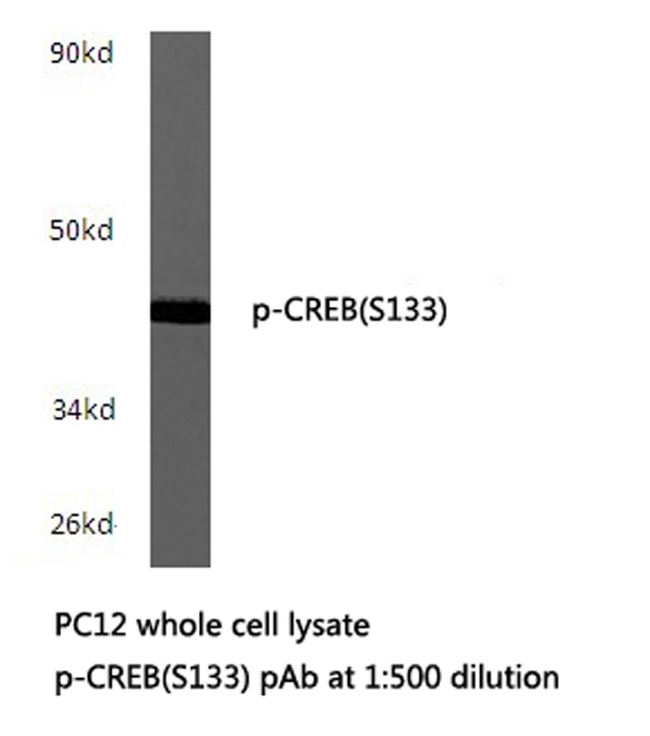 CREB1 / CREB Antibody - Western blot of p-CREB (S133) pAb in extracts from PC12 cells.