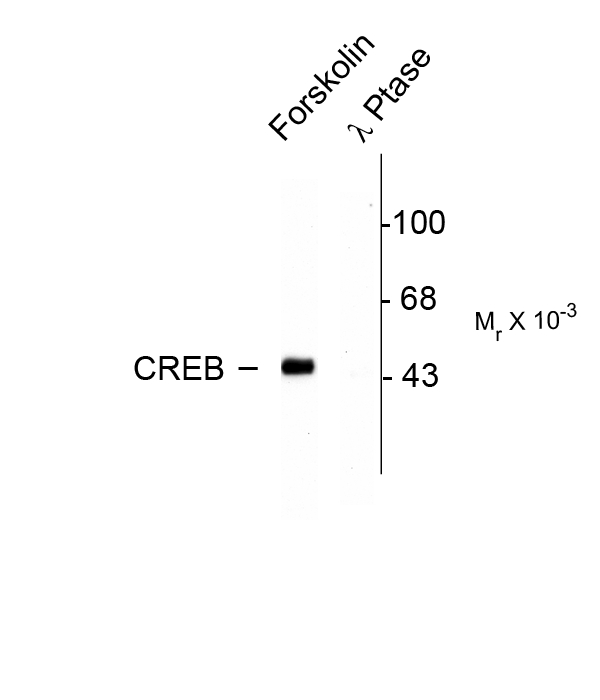 CREB1 / CREB Antibody - Western blot of a forskolin stimulated rat hippocampal lysate showing specific immunolabeling of the ~45k CREB phosphorylated at Ser133 (Left Lane). The right lane is indicative that the specific immunolabeling of the CREB protein is completely eliminated by treatment with lambda phosphatase (l-Ptase, 1200 units for 30 min).
