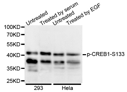 CREB1 / CREB Antibody - Western blot analysis of extracts of various cell lines.