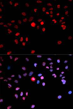 CREB1 / CREB Antibody - Immunofluorescence analysis of MCF7 cells.