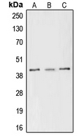 CREB1 / CREB Antibody - Western blot analysis of CREB (pS133) expression in MCF7 (A); Raw264.7 (B); PC12 (C) whole cell lysates.