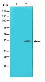 CREB1 / CREB Antibody - Western blot of CREB phosphorylation expression in UV treated HeLa whole cell lysates,The lane on the left is treated with the antigen-specific peptide.