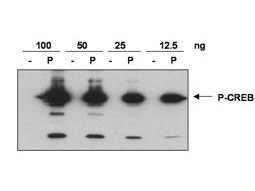 CREB1 / CREB Antibody - Anti-CREB pS133 Antibody - Western Blot. Anti-CREB pS133 was used to detect phosphorylated CREB by western blot. Recombinant His-tagged human CREB was produced in E. coli and purified by metal affinity chromatography. An aliquot of purified CREB was phosphorylated in-vitro using Protein Kinase A and ATP. Western blot of indicated amounts of control (-) and in-vitro phosphorylated CREB (P) were loaded to show that the antibody reacts specifically with the phosphorylated form. Blots were blocked in 5% milk in TBS+0.1% Tween-20 (TBST-M) overnight at 4C. Detection occurs using a 1:500 dilution of antibody diluted in TBST-M and incubated at room temperature with rocking for 1 hour. Blots were rinsed 6X with TBST and incubated with goat anti-rabbit-HRP at 1:5000 in TBST-M at room temperature for 45 min. Blots were again rinsed 6X with TBST and then processed using ECL reagent (Amersham) according to manufacturers instructions. Exposure time: 1 min using Kodak Biomax MR film. Personal Communication, R. Screaton, The Salk Institute for Biological Studies.