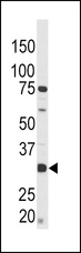 CREB1 / CREB Antibody - Western blot of anti-Phospho-CREB-pS133 antibody in CEM cell line tissue lysate (35 ug/lane). Phospho-CREB-pS133(arrow) was detected using the purified antibody.