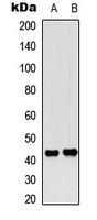 CREB1 / CREB Antibody - Western blot analysis of CREB (pS142) expression in HeLa UV-treated (A); rat muscle (B) whole cell lysates.