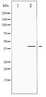 CREB1 / CREB Antibody - Western blot of CREB phosphorylation expression in PMA treated HeLa whole cell lysates,The lane on the left is treated with the antigen-specific peptide.