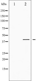 CREB1 / CREB Antibody - Western blot analysis of CREB phosphorylation expression in PMA treated HeLa whole cells lysates. The lane on the left is treated with the antigen-specific peptide.