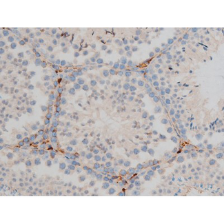 CREB1 / CREB Antibody - 1:200 staining mouse testis tissue by IHC-P. The tissue was formaldehyde fixed and a heat mediated antigen retrieval step in citrate buffer was performed. The tissue was then blocked and incubated with the antibody for 1.5 hours at 22°C. An HRP conjugated goat anti-rabbit antibody was used as the secondary.