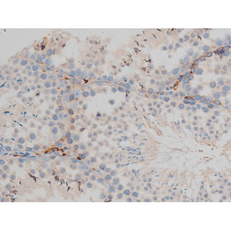 CREB1 / CREB Antibody - 1:200 staining mouse testis tissue by IHC-P. The tissue was formaldehyde fixed and a heat mediated antigen retrieval step in citrate buffer was performed. The tissue was then blocked and incubated with the antibody for 1.5 hours at 22°C. An HRP conjugated goat anti-rabbit antibody was used as the secondary.