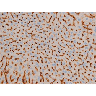 CREB1 / CREB Antibody - 1:200 staining rat liver tissue by IHC-P. The tissue was formaldehyde fixed and a heat mediated antigen retrieval step in citrate buffer was performed. The tissue was then blocked and incubated with the antibody for 1.5 hours at 22°C. An HRP conjugated goat anti-rabbit antibody was used as the secondary.