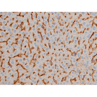 CREB1 / CREB Antibody - 1:200 staining rat liver tissue by IHC-P. The tissue was formaldehyde fixed and a heat mediated antigen retrieval step in citrate buffer was performed. The tissue was then blocked and incubated with the antibody for 1.5 hours at 22°C. An HRP conjugated goat anti-rabbit antibody was used as the secondary.